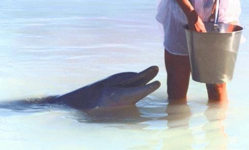 Dolphin Pic