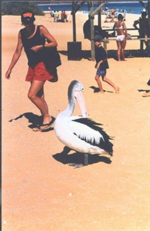 Pelican